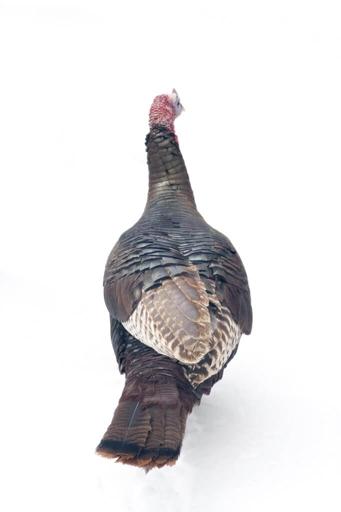 Wild Turkey by Cattie Coyle Photography