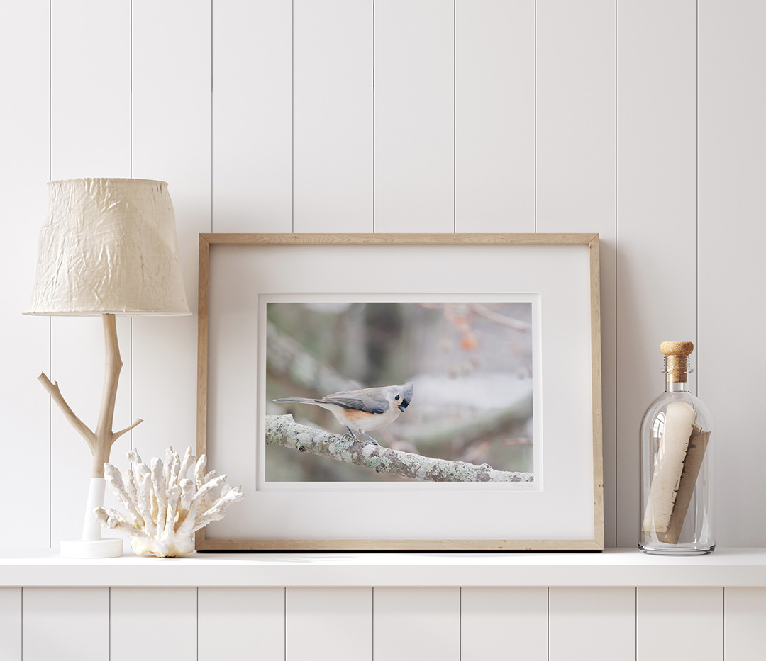 Tufted Titmouse - Art print by Cattie Coyle Photography on shelf. © 2017, all rights reserved.