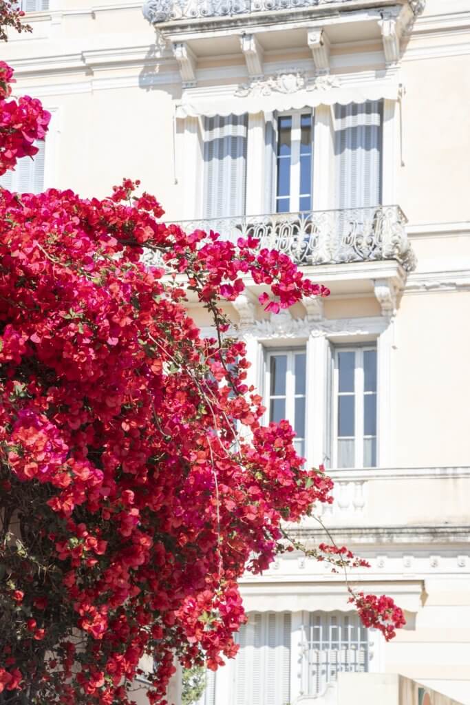 Bougainvillea in Beaulieu-sur-Mer by Cattie Coyle Photography

