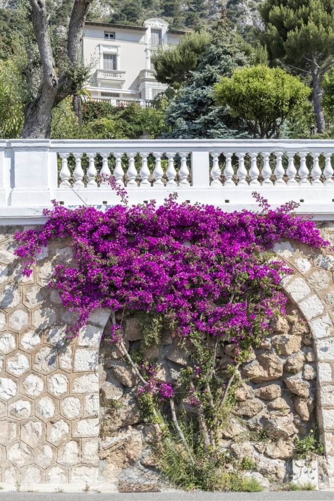 Bougainvillea in Beaulieu-sur-Mer by Cattie Coyle Photography