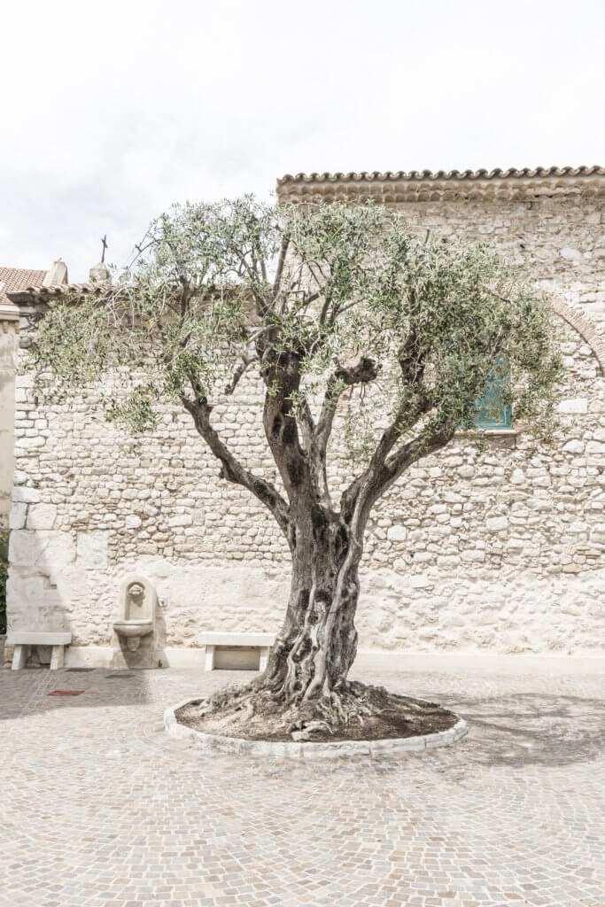 Olive tree in front of Chapelle Sancta-Maria-de-Olivo, Beaulieu-sur-Mer by Cattie Coyle Photography