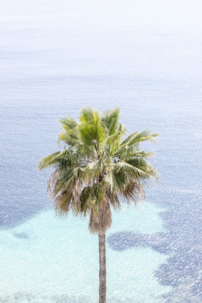 Palm tree and the Mediterranean Sea on the way from Villefranche to Beaulieu-sur-Mer | Cattie Coyle Photography