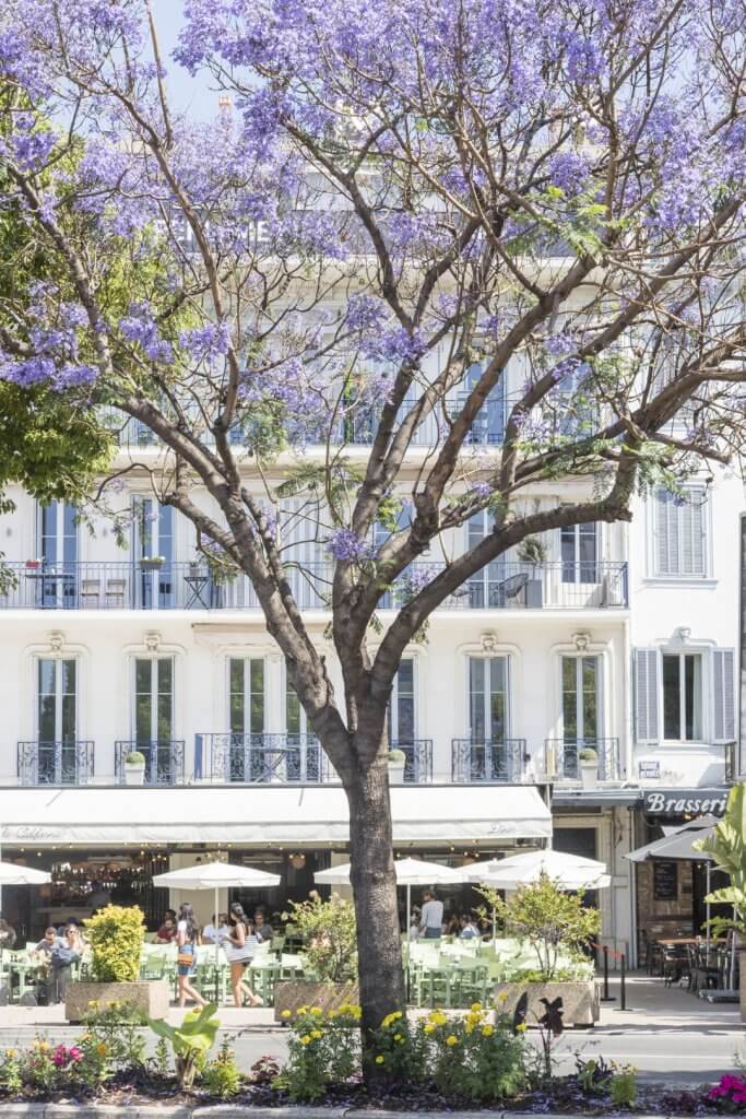 Architecture and jacaranda tree, Cannes, France | Cattie Coyle Photography