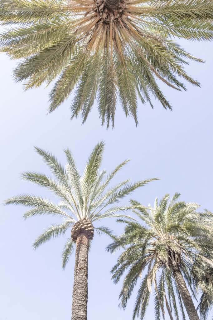 Palm trees in Cannes, France, by Cattie Coyle Photography