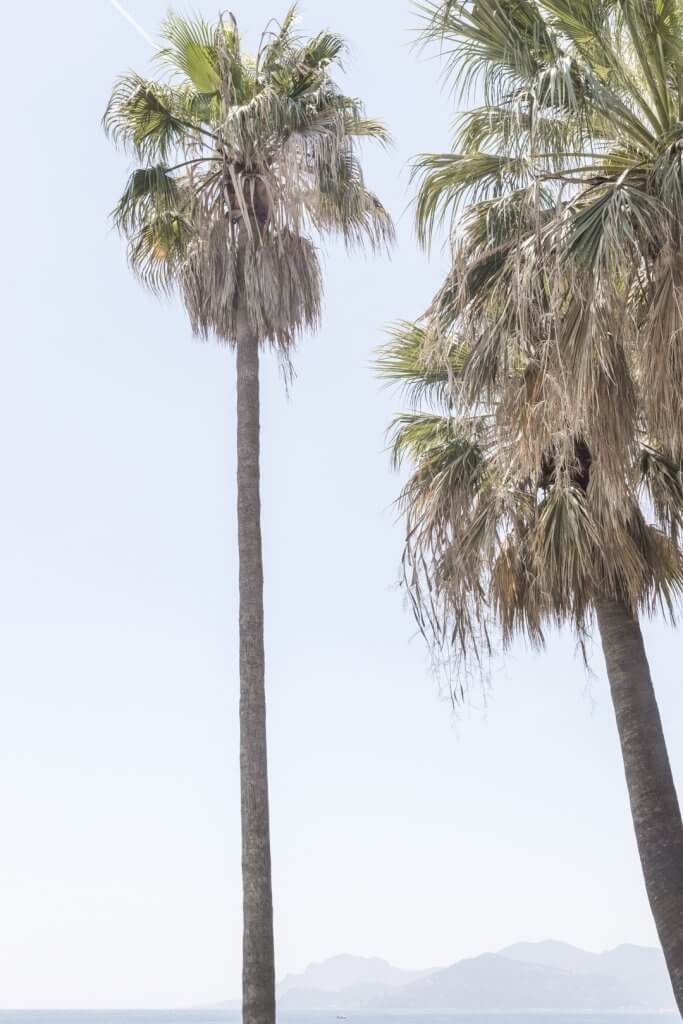 Palm trees, sea, and mountains, Cannes, France, by Cattie Coyle Photography