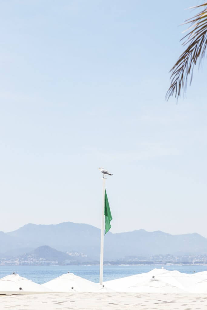 Seagull and flag, Plage du Midi, Cannes, France | Cattie Coyle Photography