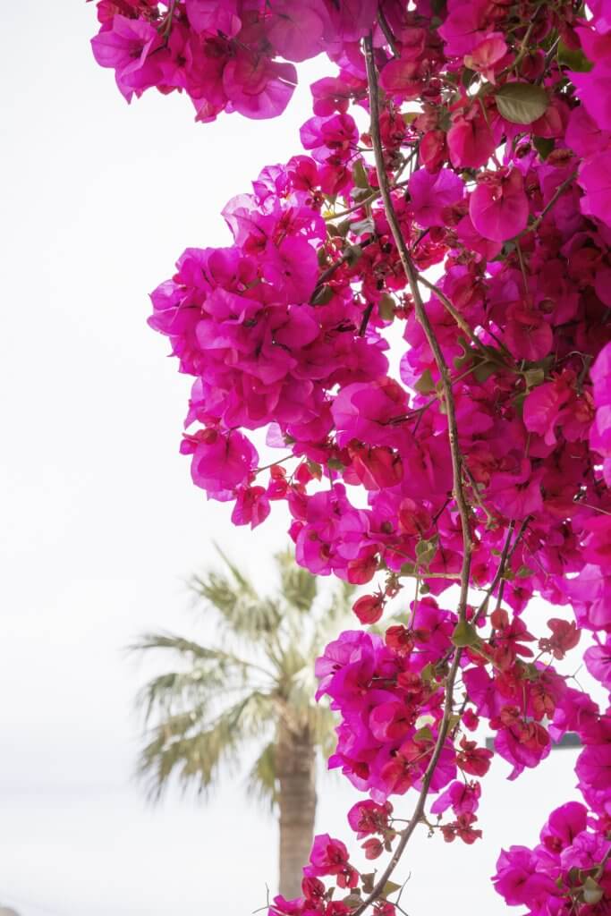 Bougainvillea and Palm Tree by Cattie Coyle Photography