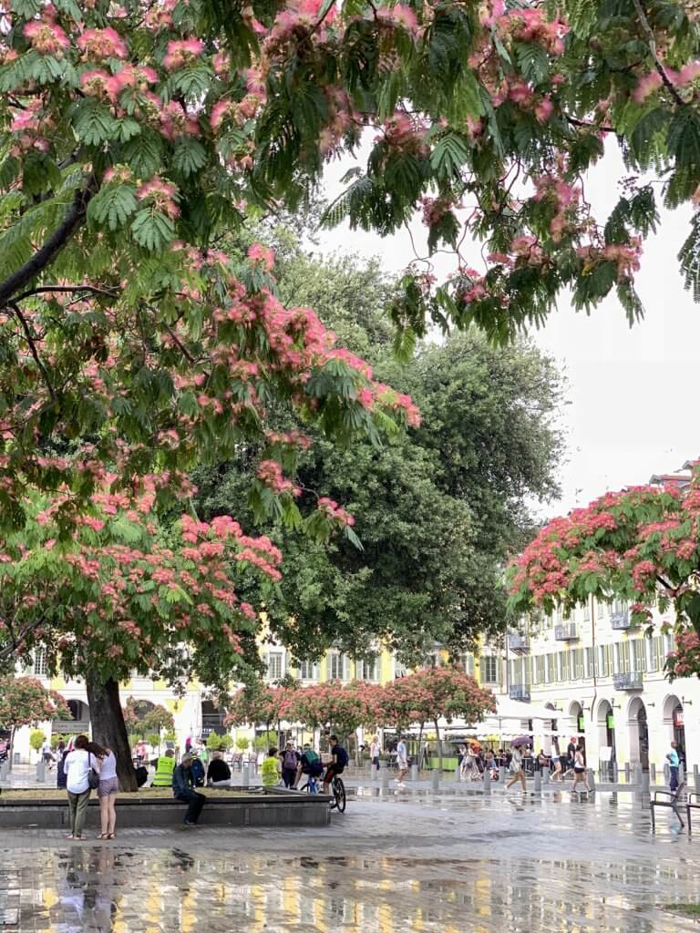 Mimosa trees in the rain, Place Garibaldi, Nice, France | Cattie Coyle Photography