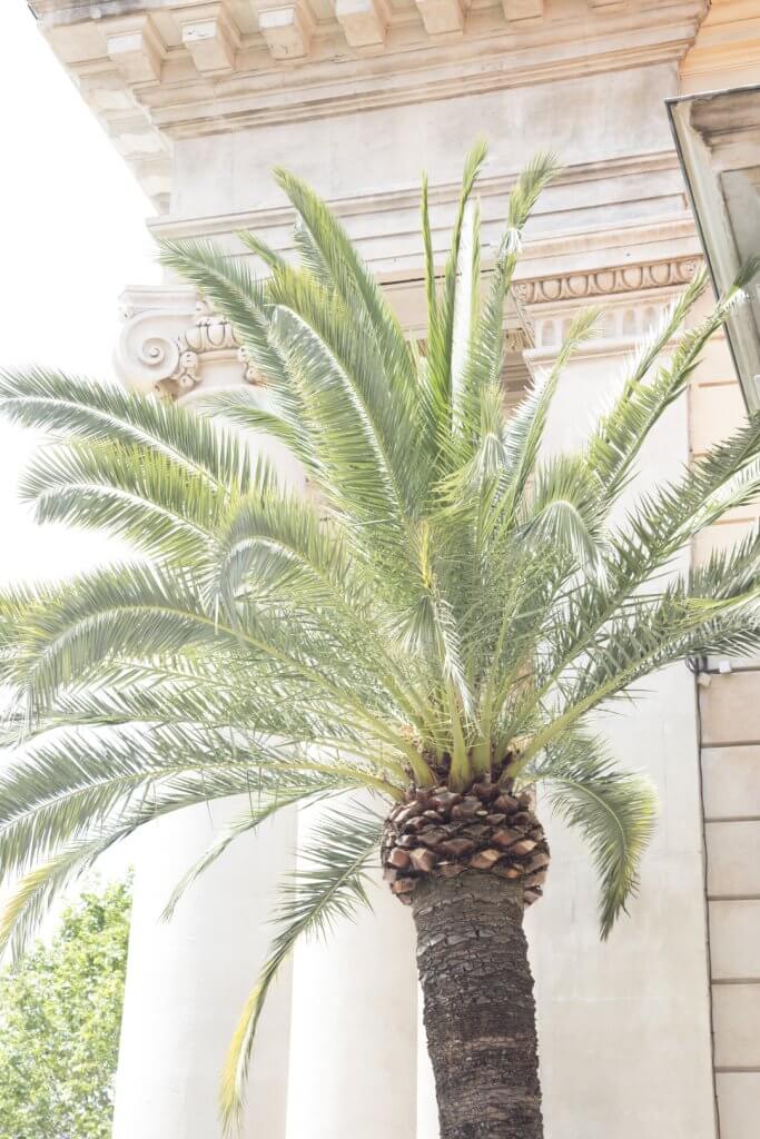 Palm tree in Nice France | Cattie Coyle Photography