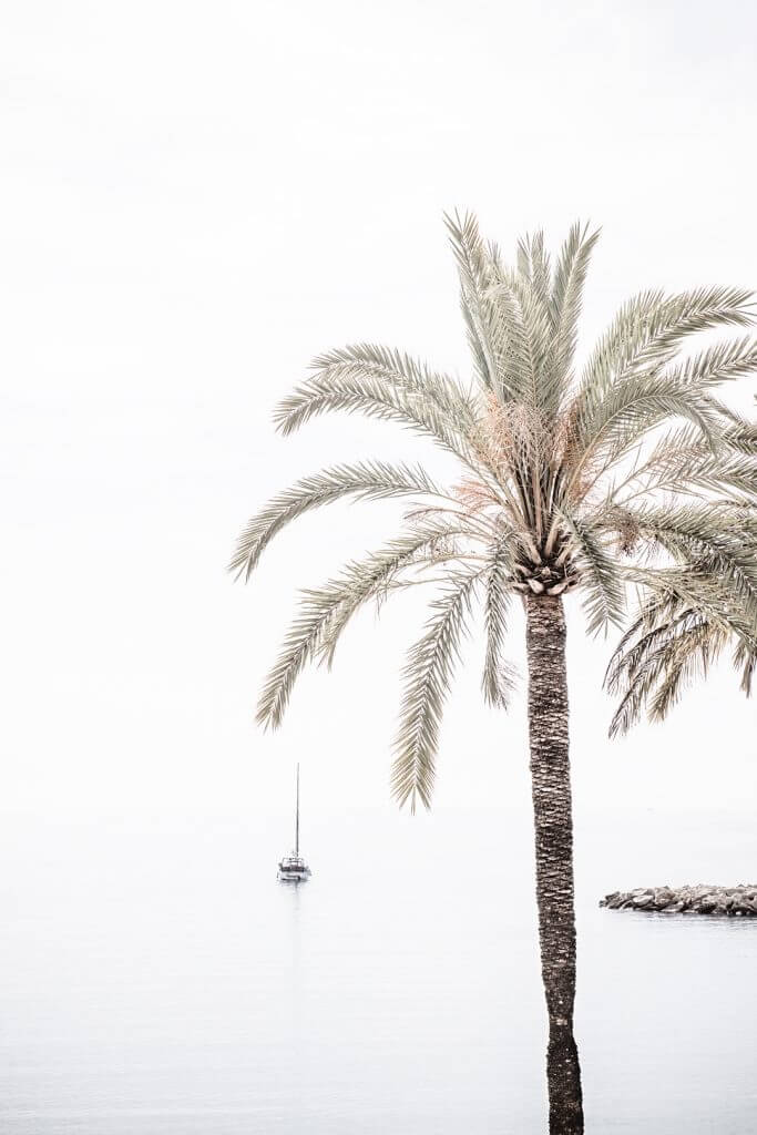 Palm Tree No 7 - Fine art print by Cattie Coyle Photography