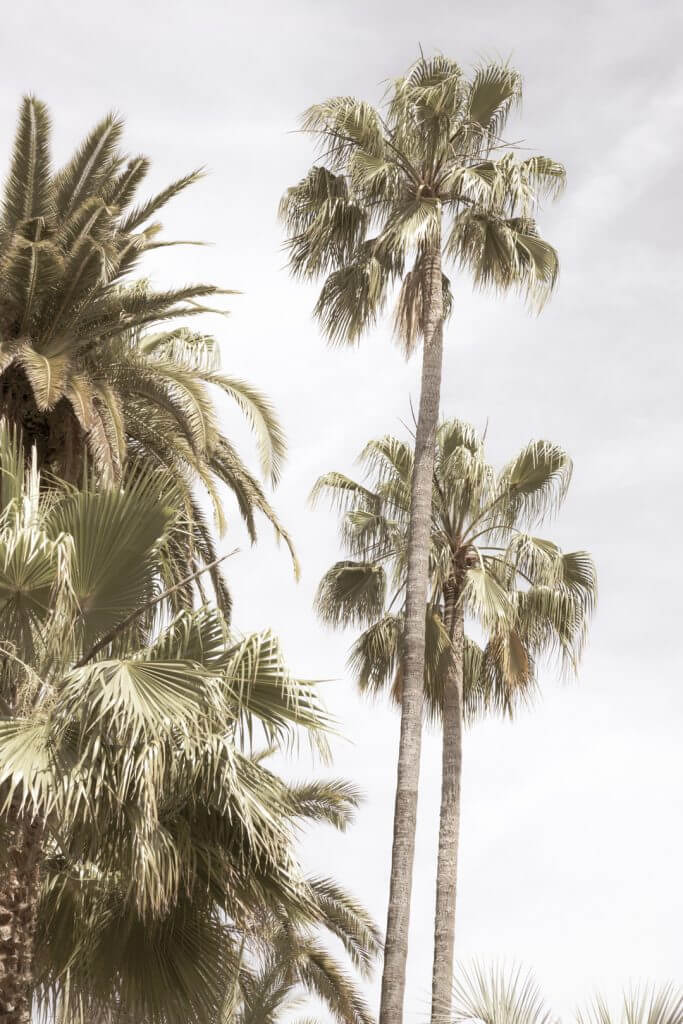Palm Trees, Menton, France, by Cattie Coyle Photography