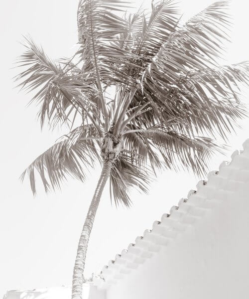 Black and white palm tree art print by Cattie Coyle Photography: Future Memories