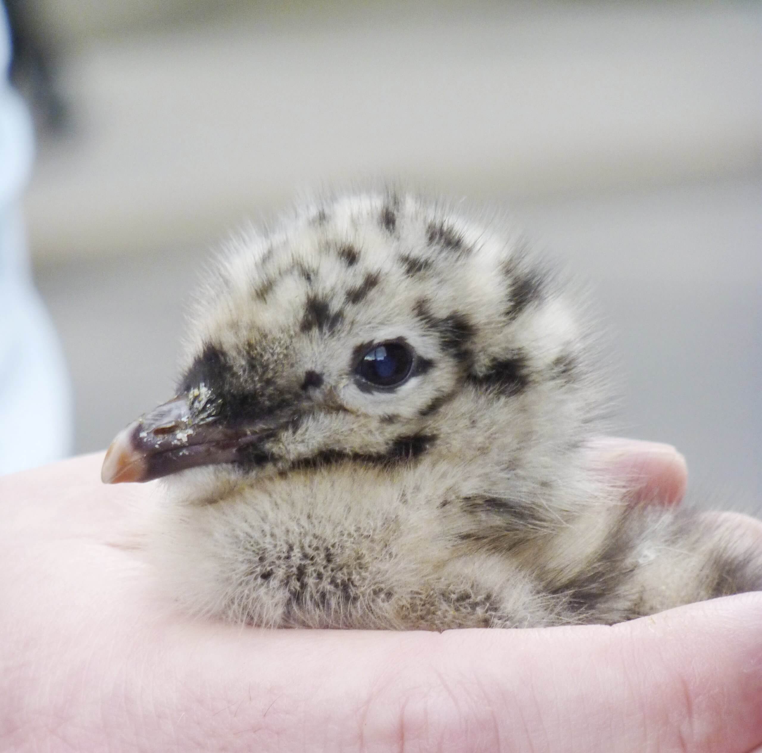 Baby seagull by Cattie Coyle Photography. © 2015, all rights reserved.