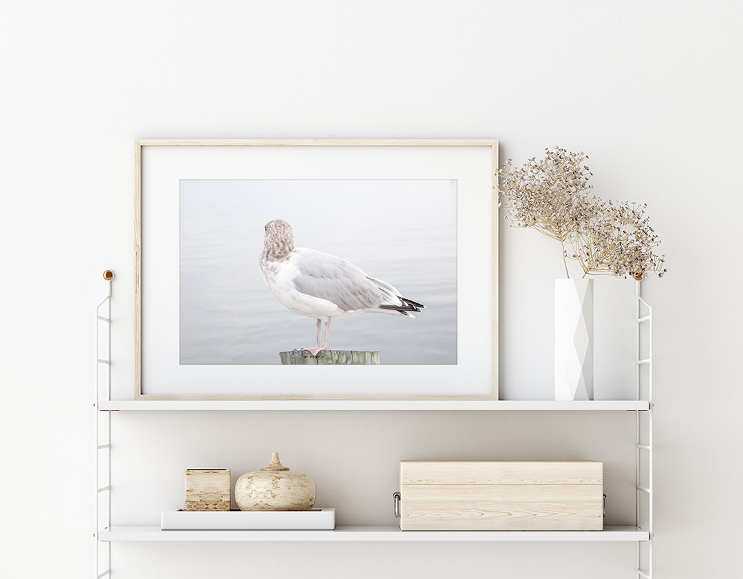 Seagull No 16 - Fine art print by Cattie Coyle Photography on shelf. © 2020, all rights reserved.