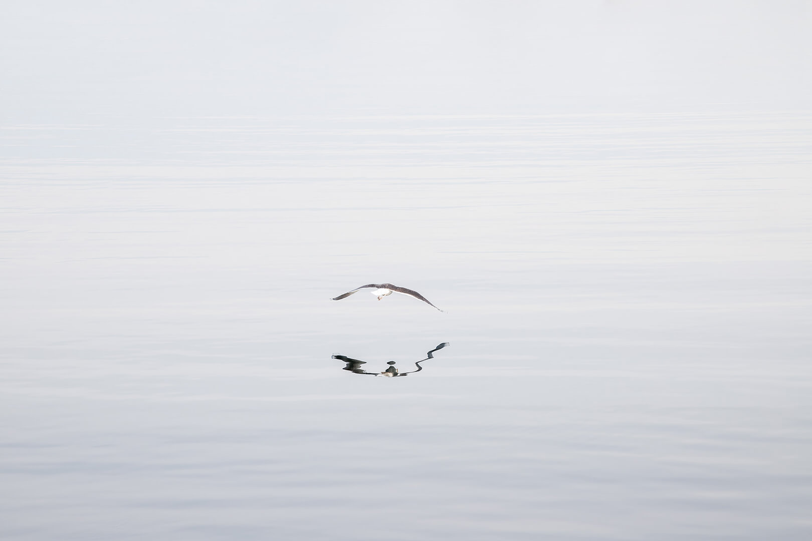 Morning Flight - Fine art print by Cattie Coyle Photography. © 2020, all rights reserved.