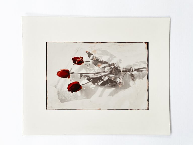 Flower art print by Cattie Coyle Photography. © 1994, all rights reserved.