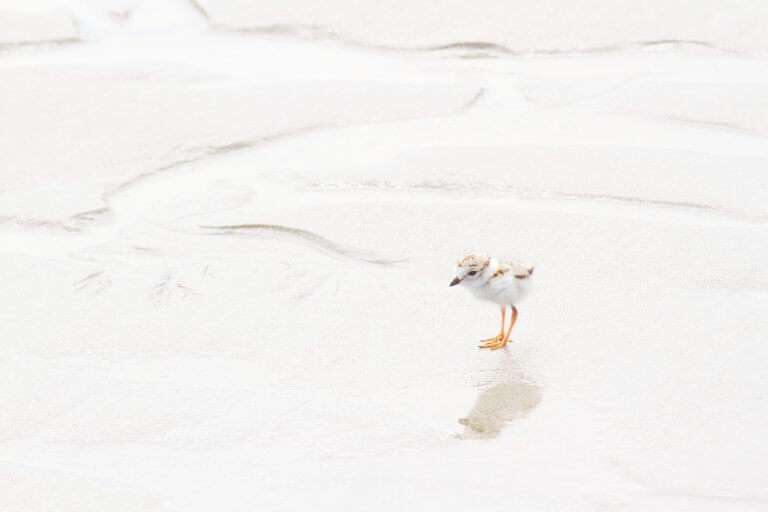 Piping Plover chick on the beach - Fine art print by Cattie Coyle Photography. © 2017, all rights reserved.