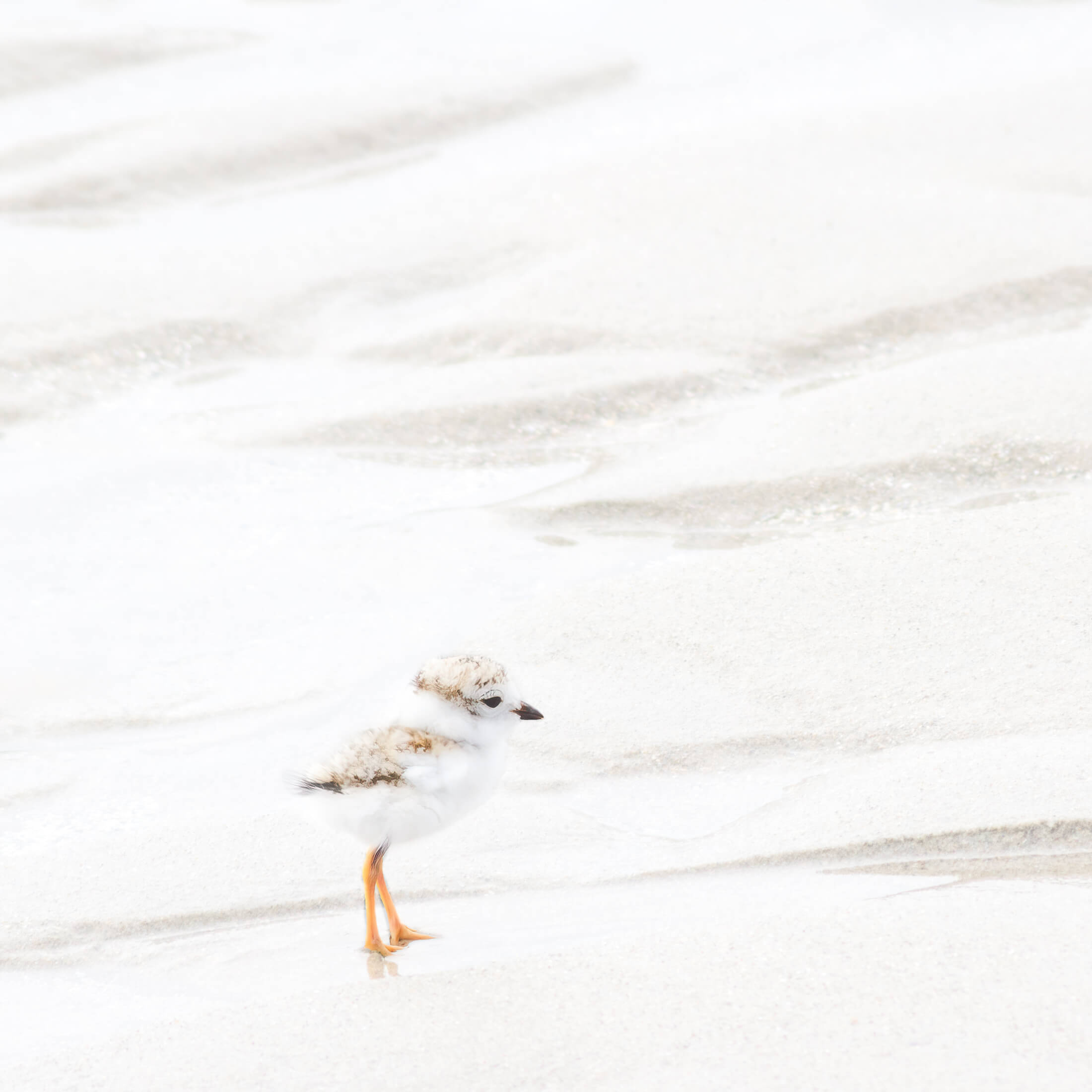 Piping Plover chick on the beach - Fine art print by Cattie Coyle Photography. © 2017, all rights reserved.