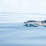 Dolphin No. 2 - Fine art print by Cattie Coyle Photography - All rights reserved