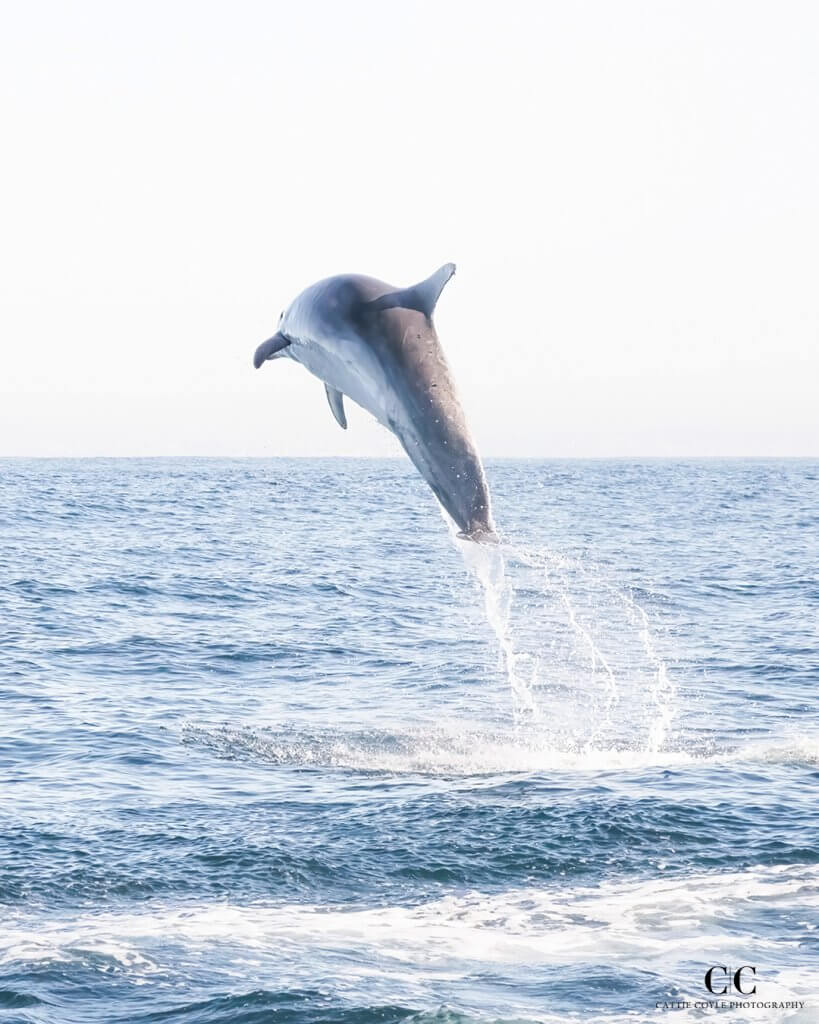 Bottlenose Dolphin, Atlantic Ocean outside Lisbon, Portugal © Cattie Coyle Photography - All rights reserved