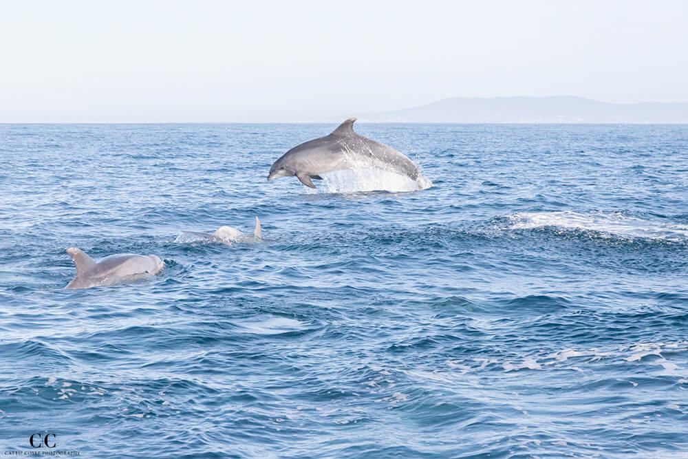 Bottlenose Dolphins, Atlantic Ocean outside Lisbon, Portugal © Cattie Coyle Photography - All rights reserved
