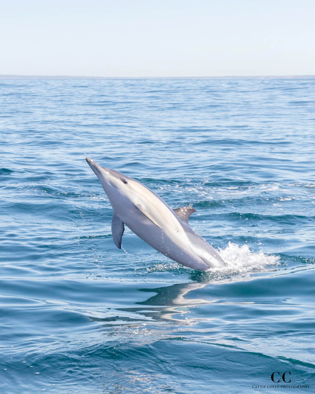 Common Dolphin by Cattie Coyle Photography. © 2023, all rights reserved.