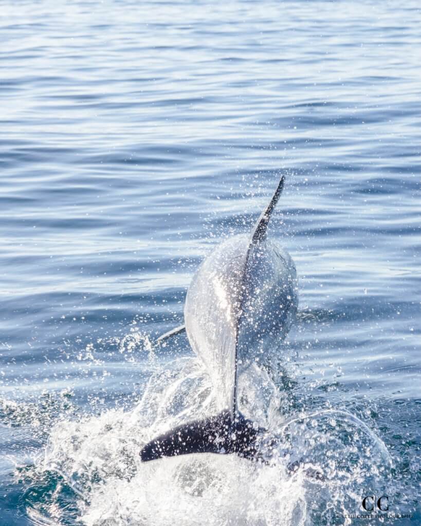 Common Dolphin, Atlantic Ocean outside Lisbon, Portugal © Cattie Coyle Photography - All rights reserved