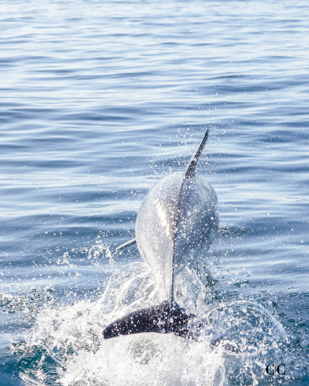 Common Dolphin by Cattie Coyle Photography. © 2023, all rights reserved.