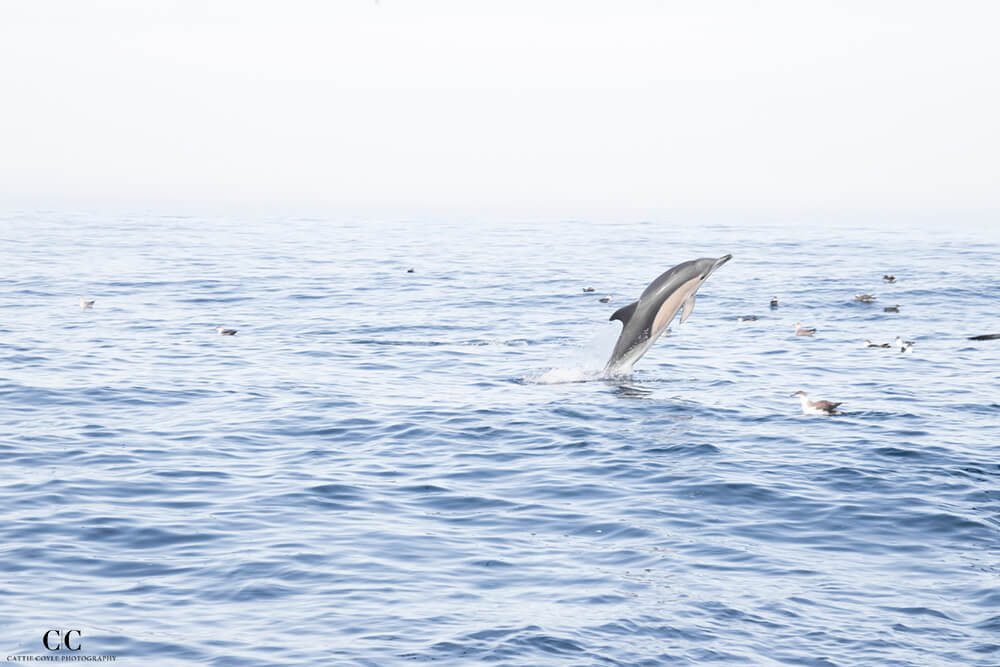 Common Dolphin and seabirds, Atlantic Ocean outside Lisbon, Portugal © Cattie Coyle Photography - All rights reserved