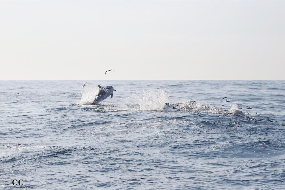 Common Dolphin and fish, Atlantic Ocean outside Lisbon, Portugal © Cattie Coyle Photography - All rights reserved