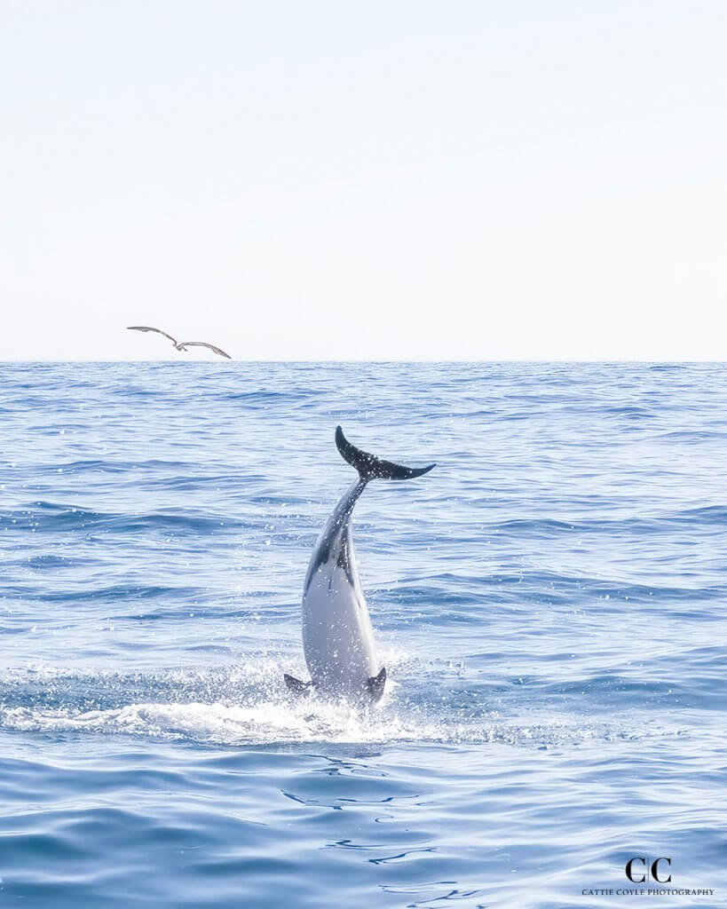 Common Dolphin, Atlantic Ocean outside Lisbon, Portugal © Cattie Coyle Photography - All rights reserved