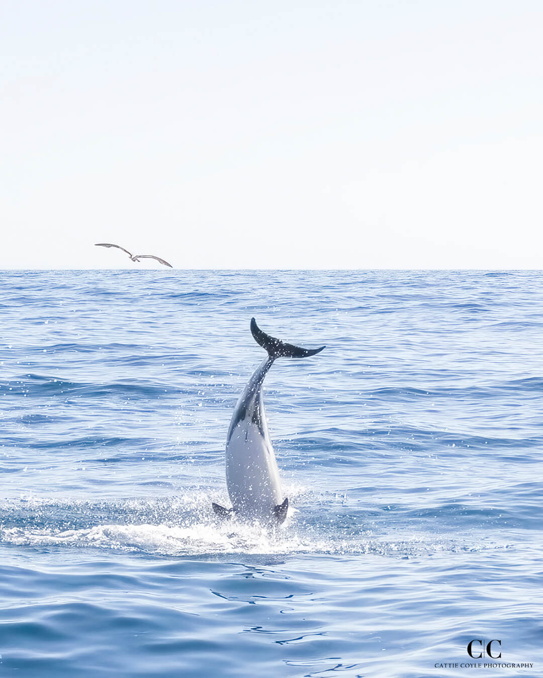 Common Dolphin by Cattie Coyle Photography. © 2023, all rights reserved.