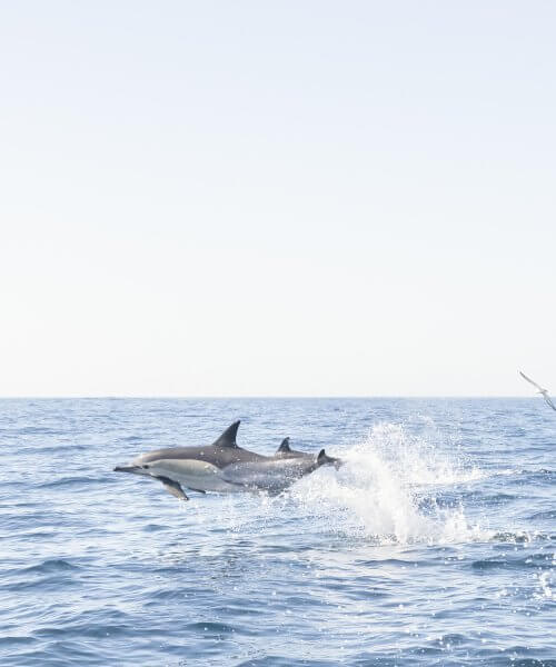 Common dolphins jumping, Atlantic Ocean, Lisbon, Portugal by Cattie Coyle Photography