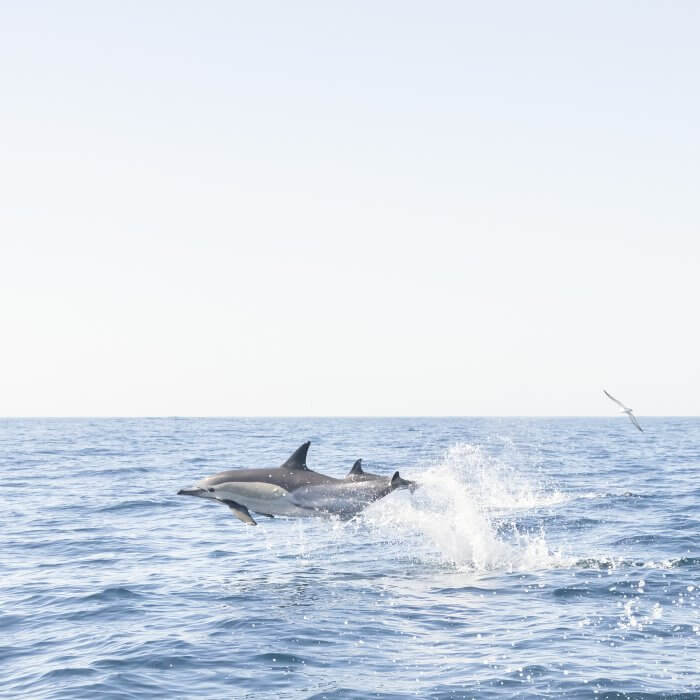 Common dolphins jumping, Atlantic Ocean, Lisbon, Portugal by Cattie Coyle Photography