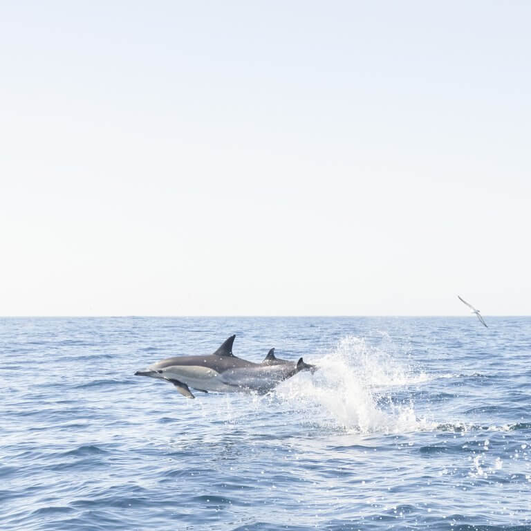Common dolphins jumping, Atlantic Ocean, Lisbon, Portugal by Cattie Coyle Photography. © 2023, all rights reserved.