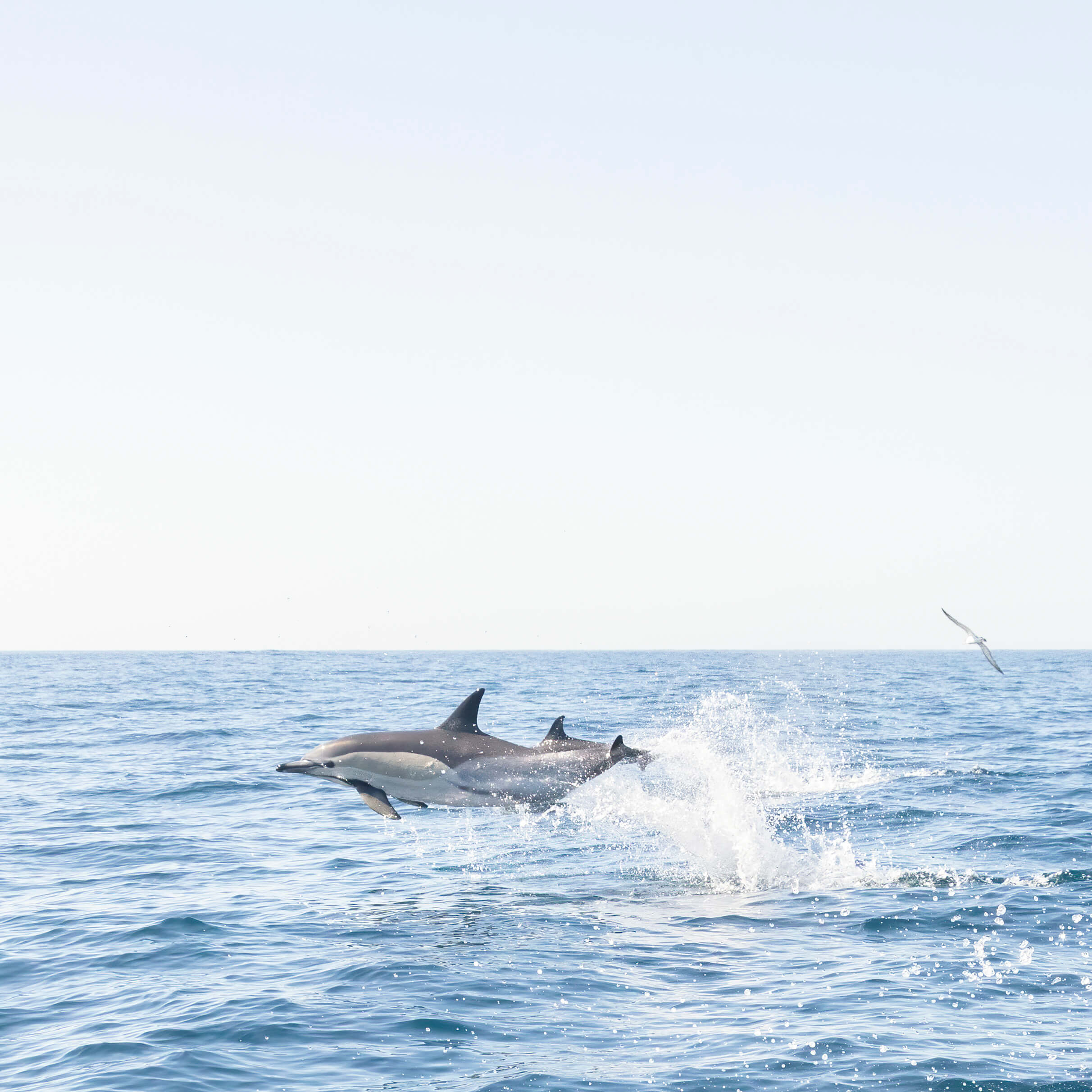 Common dolphins jumping, Atlantic Ocean, Lisbon, Portugal by Cattie Coyle Photography. © 2023, all rights reserved.