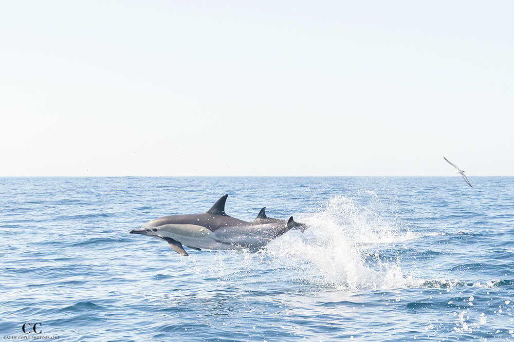 Common Dolphins, Atlantic Ocean outside Lisbon, Portugal © Cattie Coyle Photography - All rights reserved